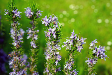 Green spikes and blue flowers of rosemary (rosmarinus officinalis)