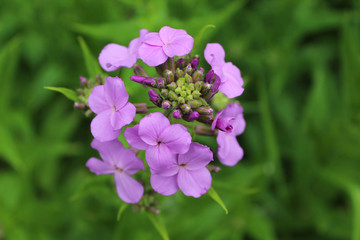 Dame's rocket at Campground Road Woods in Des Plaines, Illinois