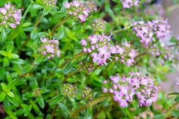 Purple flowers of thyme plant growing in the herb garden
