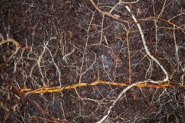 Roots of rose plant in ground