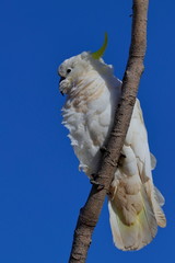 sulphur crested cockatoo