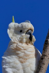 sulphur crested cockatoo