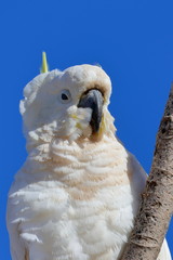 sulphur crested cockatoo