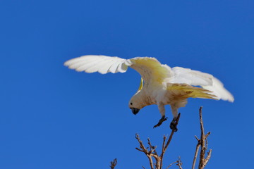 sulphur crested cockatoo