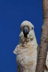 sulphur crested cockatoo