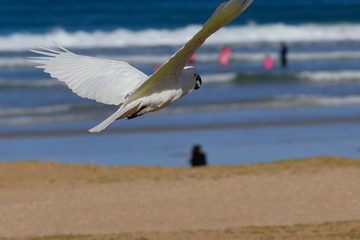 sulphur crested cockatoo