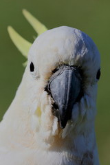 sulphur crested cockatoo