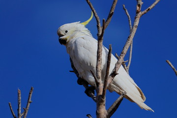 sulphur crested cockatoo