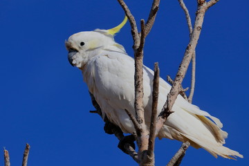 sulphur crested cockatoo