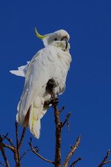 sulphur crested cockatoo