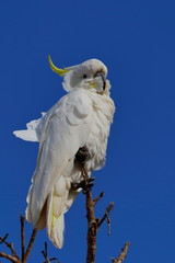 sulphur crested cockatoo