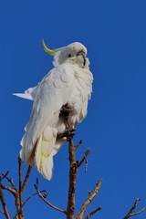 sulphur crested cockatoo