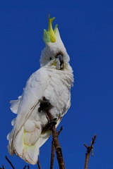 sulphur crested cockatoo