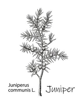 Juniper branch with berries. Hand drawn herbal illustration in sketch style. Juniper is a medical and food herbal ingredient. Isolated on white background.