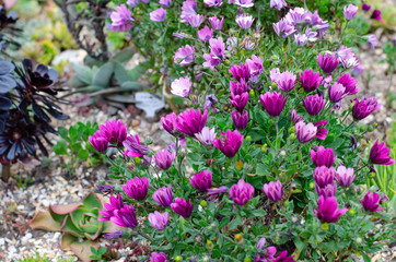 Obraz premium Flores en jardín