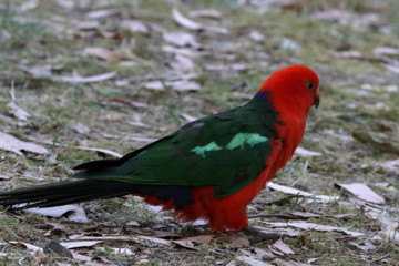 king parrot