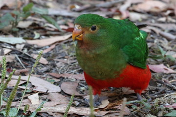 king parrot