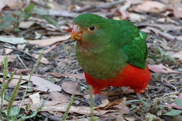 king parrot