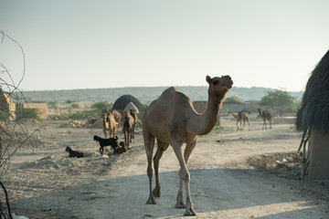 Thar Desert in Jaisalmer, Rajasthan, India