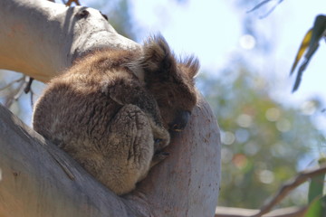Obraz premium koala