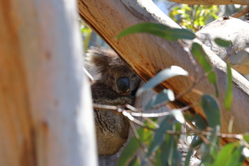 koala