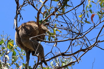 koala