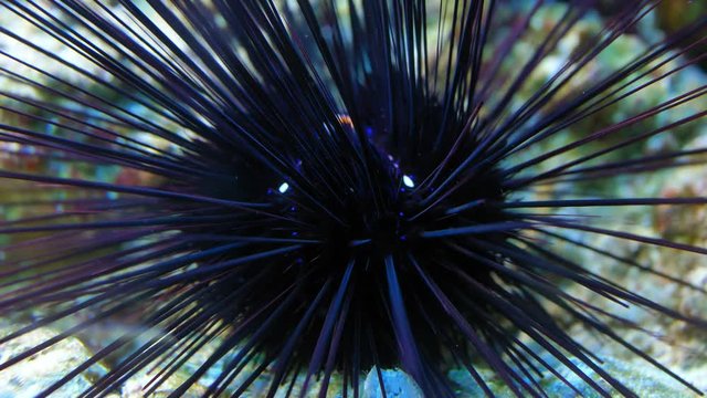 Sea Urchin at Seabed Diadema Setosum