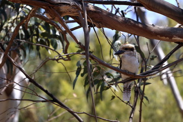 Obraz premium kookaburra