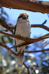 kookaburra