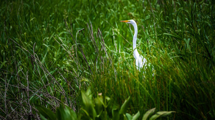 Egret