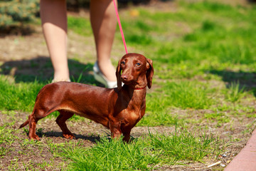 Dog breed dachshund