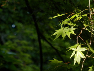 Naklejka premium 初夏の植物