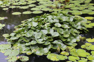 Water lily in the pool