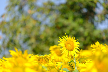 Sun flower blooming in the garden
