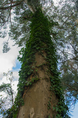 Fototapeta premium hiedra que cubre gran árbol en el bosque
