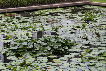 Water lily in the pool