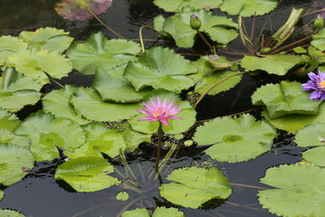 Water lily in the pool