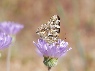 Painted lady butterfly, Vanessa cardui, perched on lavender Mojave Aster flower