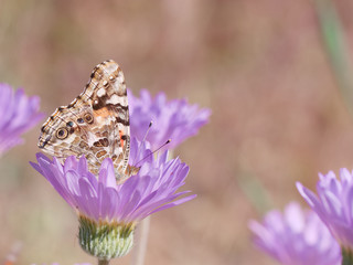 Painted lady butterfly, Vanessa cardui, perched on lavender Mojave Aster flower