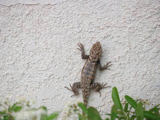 Lizard climbing on a wall in Las Vegas, Nevada
