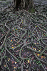 Roots of a gajumaru tree