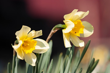 flowers of daffodils in the wind as a background
