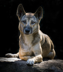 A dingo - the Australian wild dog sitting watching with a black background.
