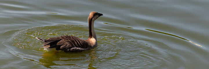 Rare bird Swan goose beautiful white and brown color floats on the pond