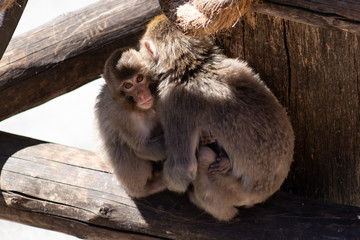 the baby Japanese macaque monkeys hugging mother and teases his tongue out