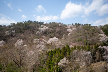黒川桜の森　エドヒガン桜