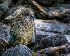 A NZ kea standing on a rock - the only mountain parrot in the world.  