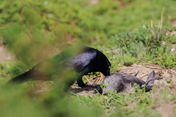 scavenging crow