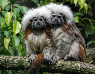 Two cute cotton top tamarins cuddled together on a tree branch. 