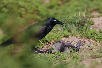 scavenging crow